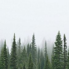 Оригинал схемы вышивки «Туманный лес» (№2298829)