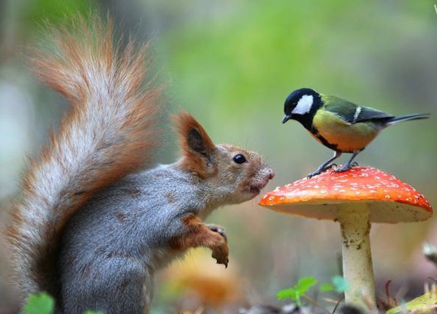 встреча - белка, животные - оригинал