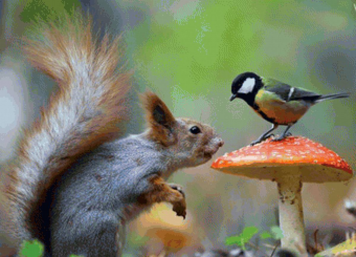 встреча - белка, животные - предпросмотр