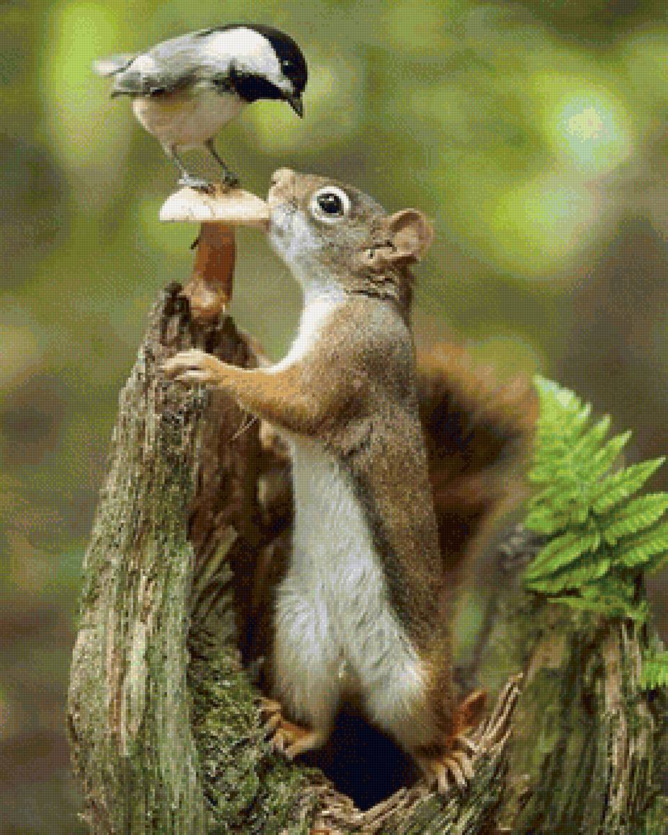 встреча - белка, животные - предпросмотр