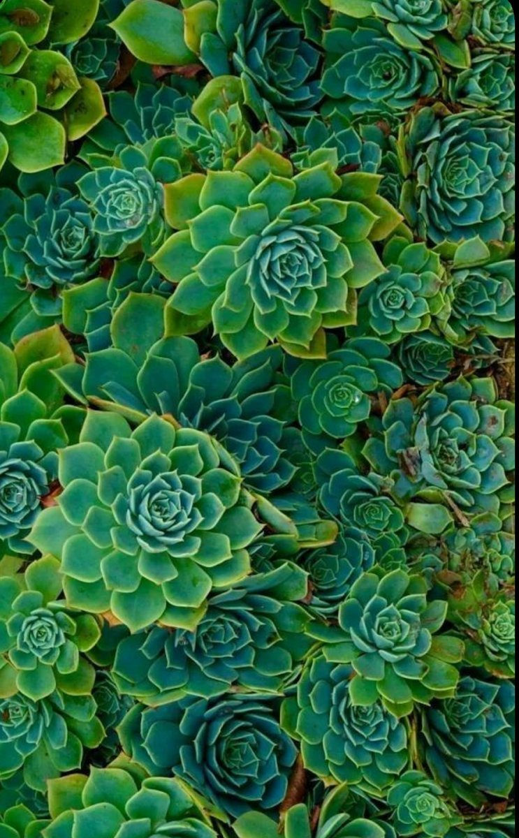 Сукуленты - трава, растения, зелень - оригинал