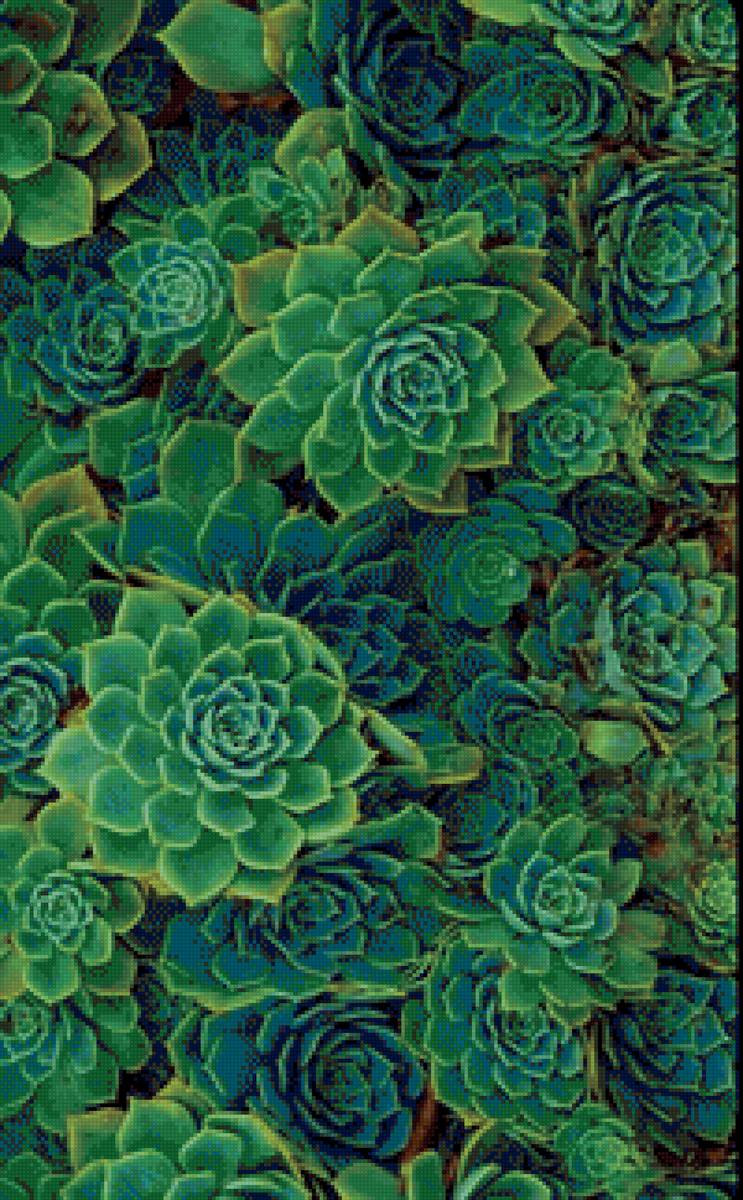 Сукуленты - растения, трава, зелень - предпросмотр