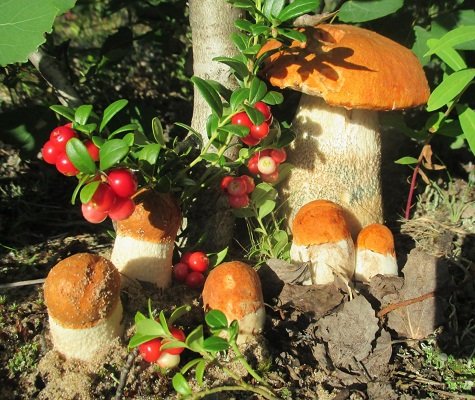 семейка подосиновиков - грибы, брусника, лес, подосиновик, ягоды - оригинал