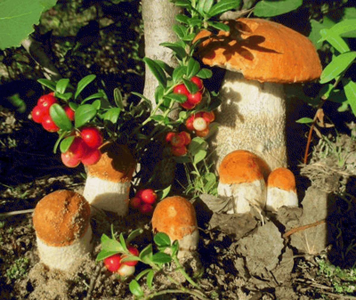 семейка подосиновиков - грибы, подосиновик, брусника, лес, ягоды - предпросмотр