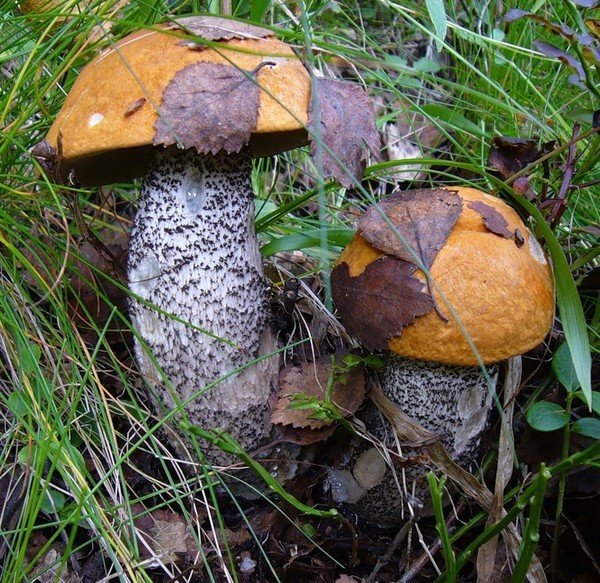 два красавца - подосиновик, грибы - оригинал