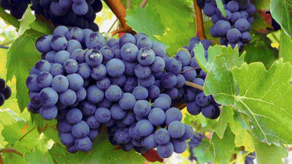 Виноград - виноград, ягоды - предпросмотр