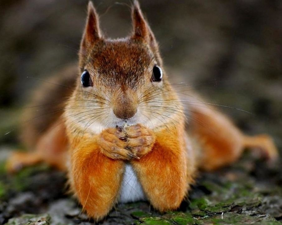 белка - портрет - оригинал