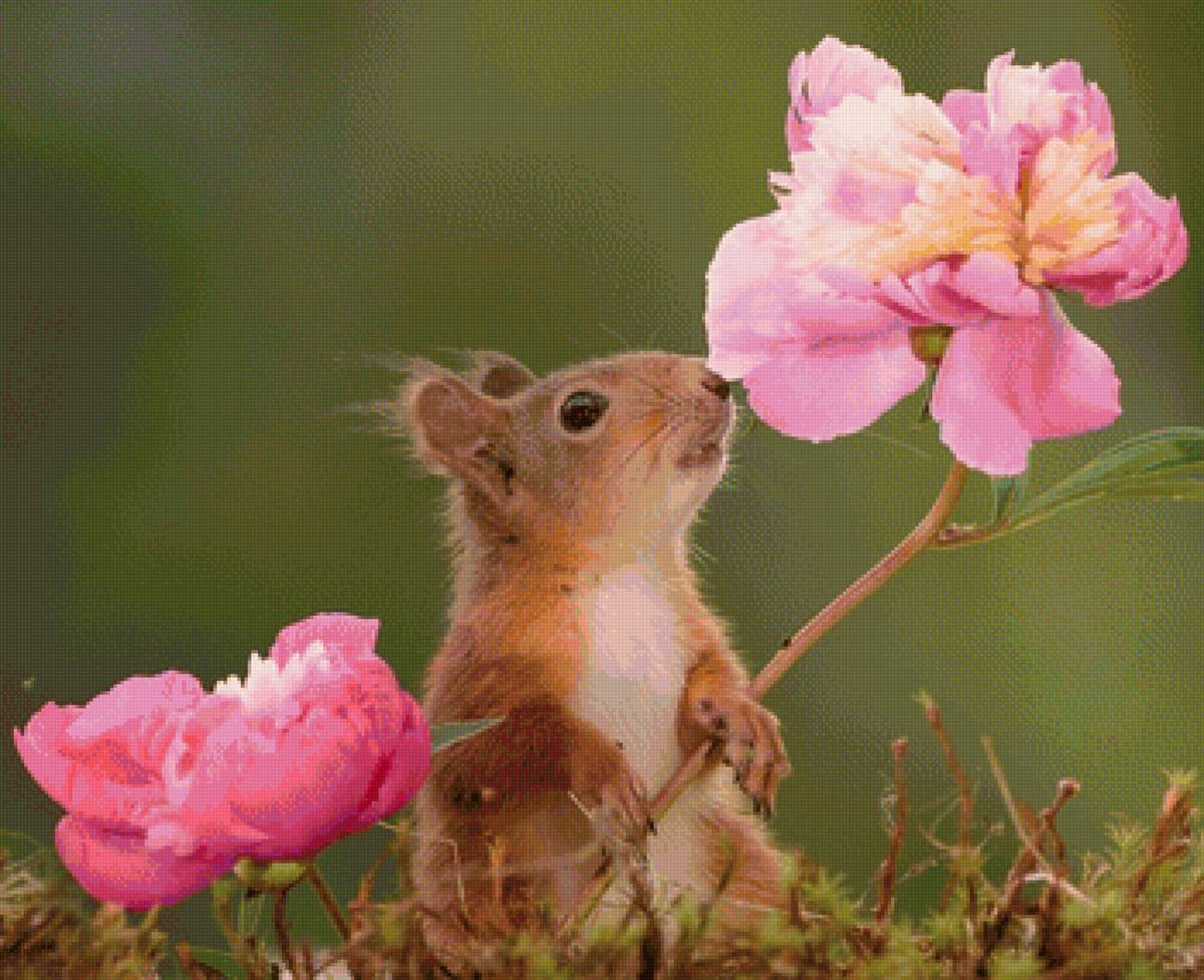 букет - букет - предпросмотр