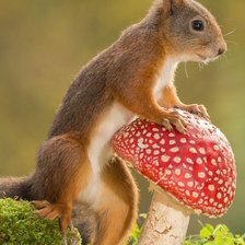 Оригинал схемы вышивки «белка» (№2299252)