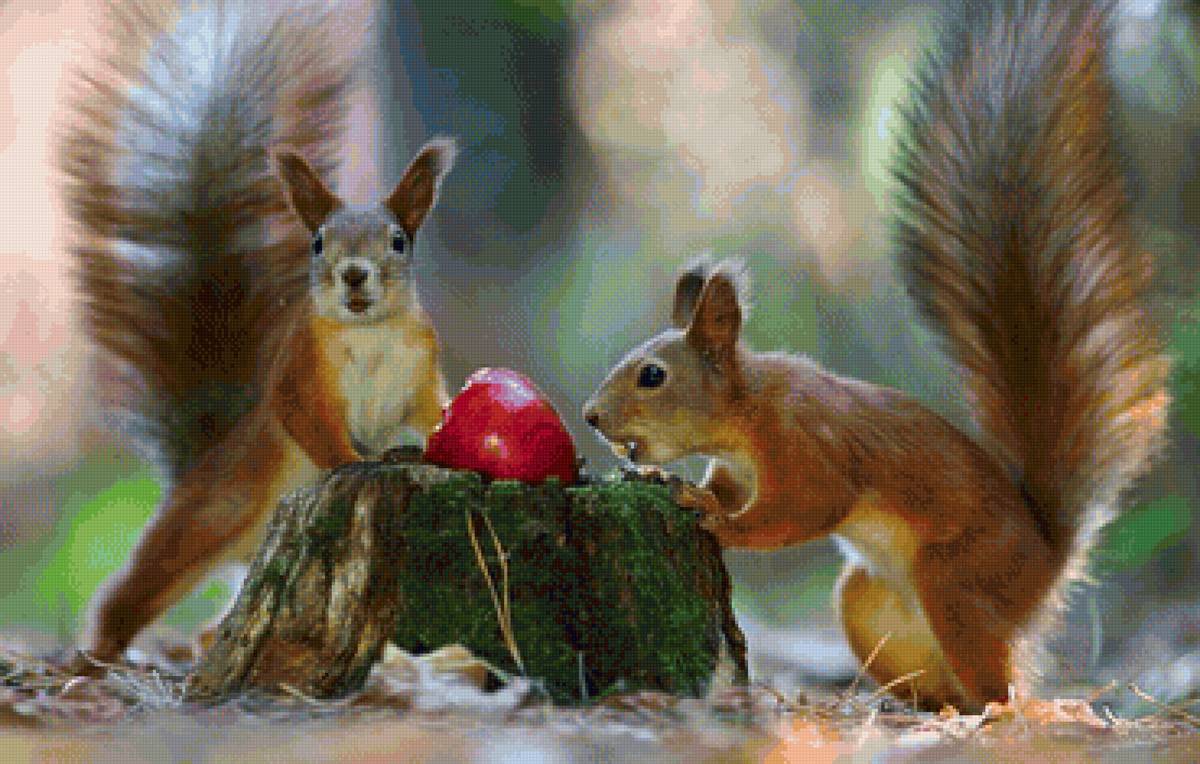 находка - белки - предпросмотр