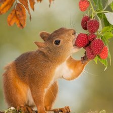 Оригинал схемы вышивки «белка» (№2299261)