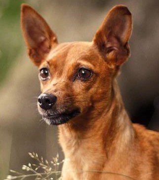 наша Нора - цвергпинчер - оригинал