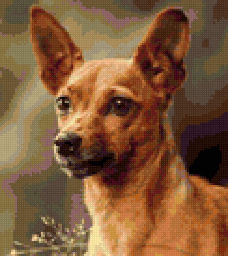 наша Нора - цвергпинчер - предпросмотр