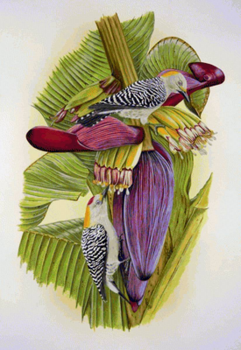 Flor de Banano - naturaleza - предпросмотр