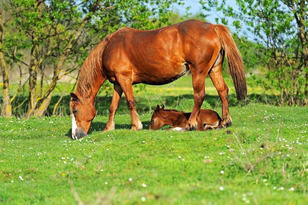 На лугу - ллуг, животные, лошадь, жеребенок - оригинал