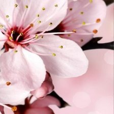 Схема вышивки «ТРИПТИХ САКУРА 2»