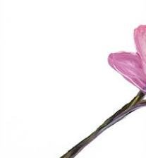 ТРИПТИХ ОРХИДЕЯ 1