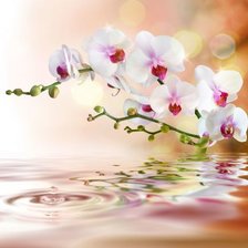 Схема вышивки «цветы»