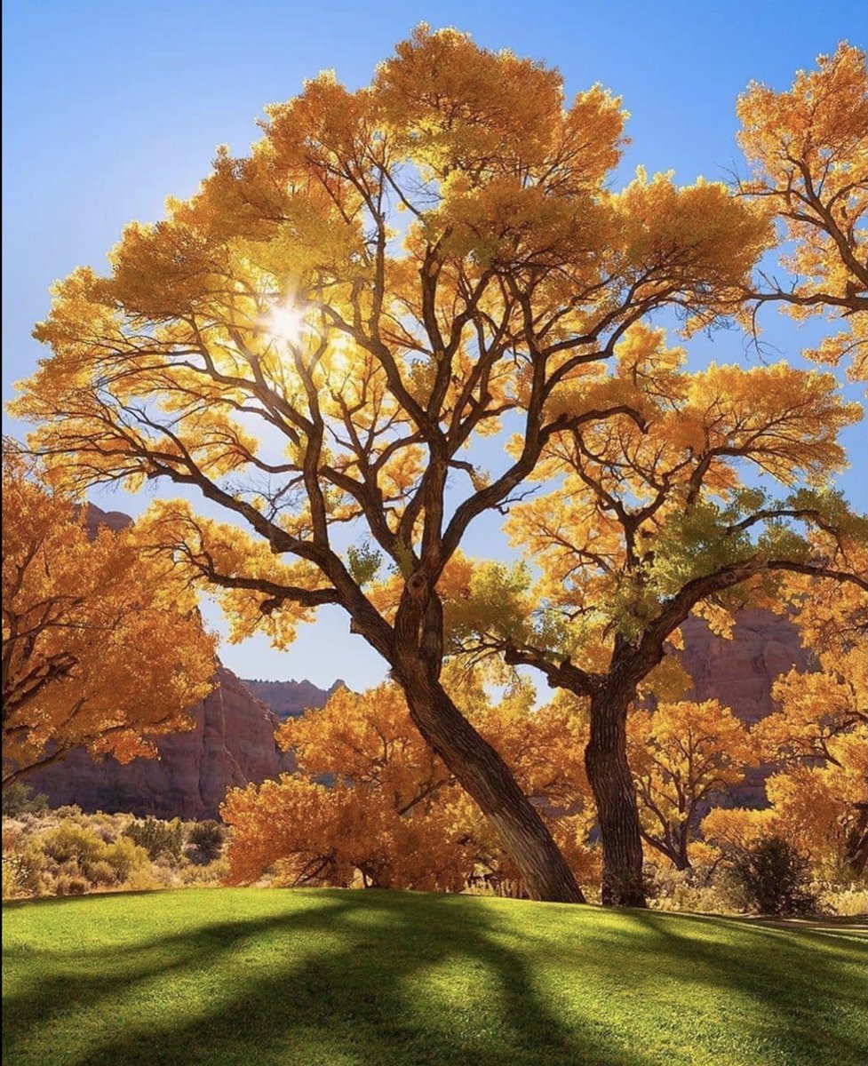 Солнечный день - дерево, солн - оригинал