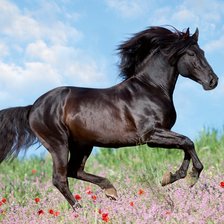 Красавец конь