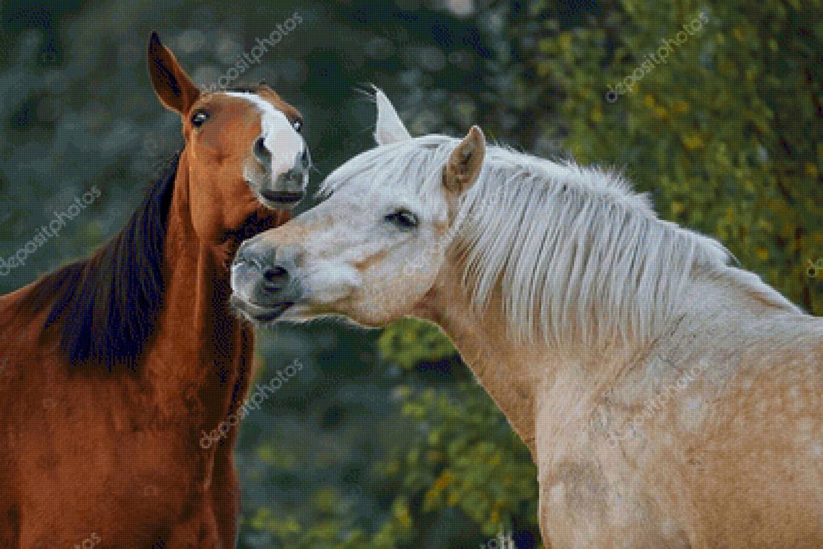 Симпатия - лошади, животные - предпросмотр