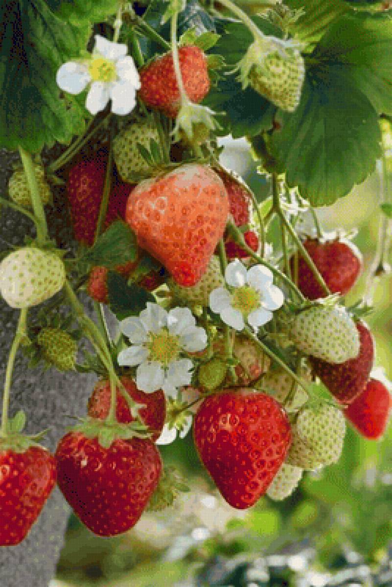 зреет клубника - клубника, ягоды - предпросмотр