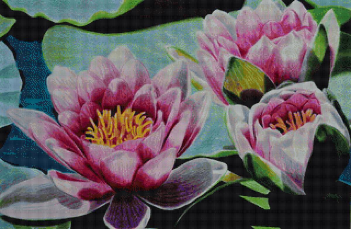 цветущий лотос - вода, пнк, цветы - предпросмотр