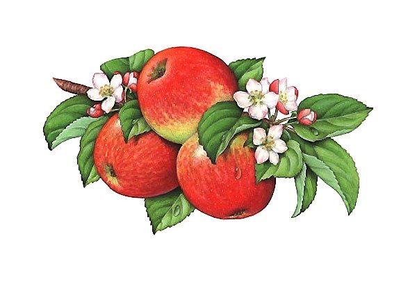 яблочки - оригинал