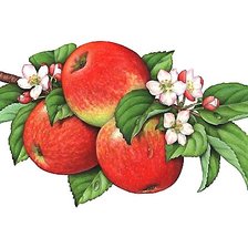 Оригинал схемы вышивки «яблочки» (№2301038)