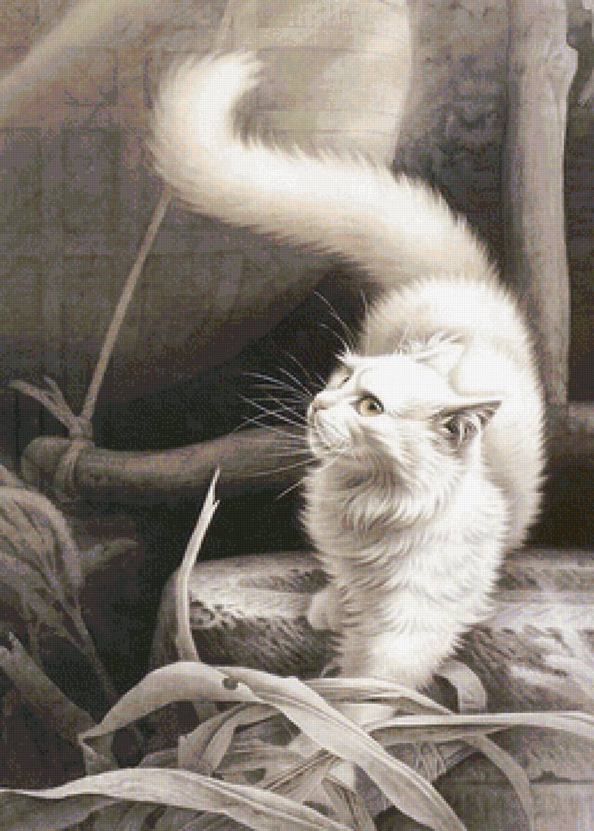 кот - кот, портрет, животные - предпросмотр