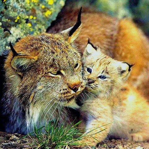 Мама - природа, красота, животные - оригинал