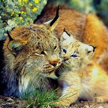 Схема вышивки «Мама»