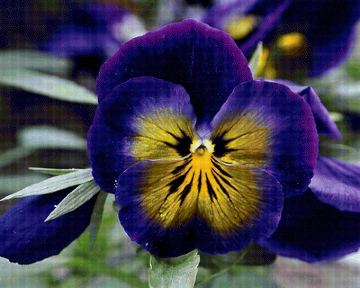 Анютины глазки - анютины глазки, цветы - предпросмотр