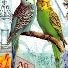 Схема вышивки «Попугаи»