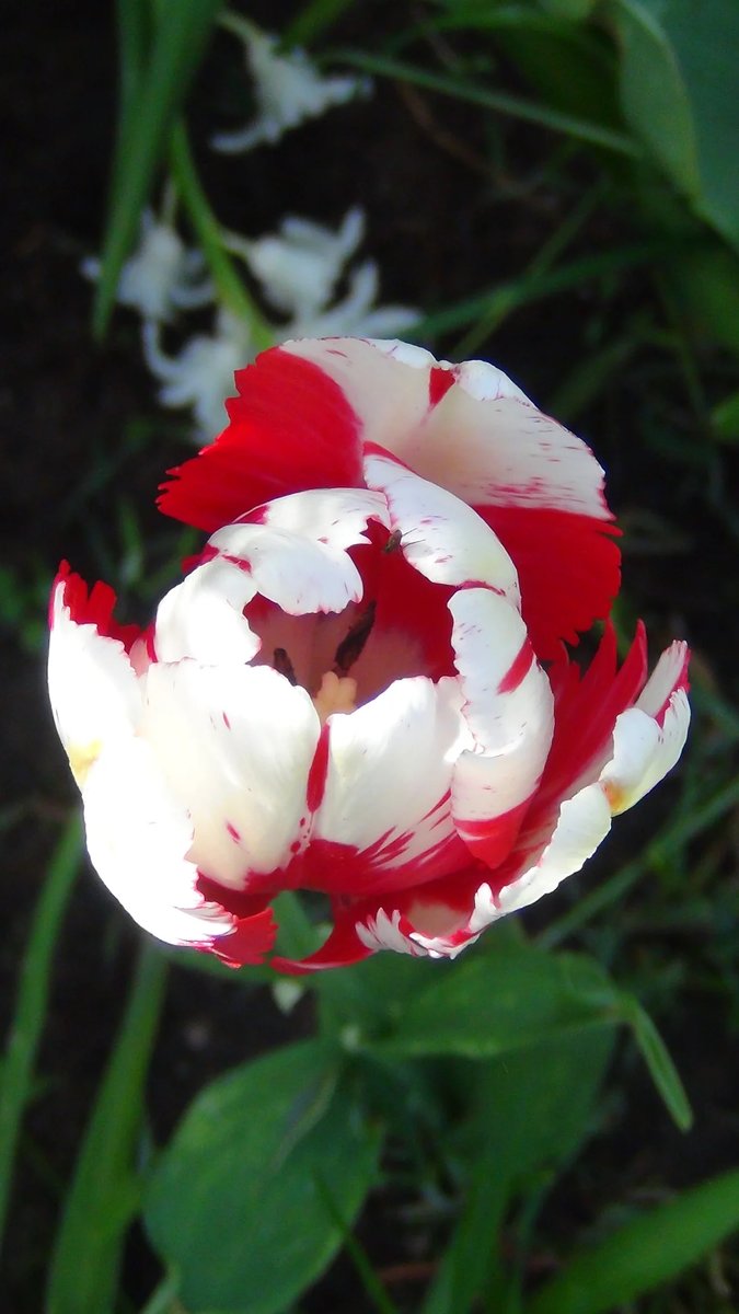 Пестренький - тюльпан, цветы - оригинал