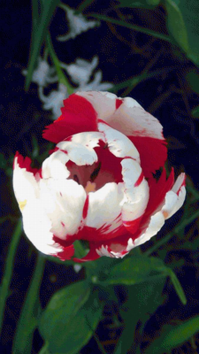 Пестренький - цветы, тюльпан - предпросмотр