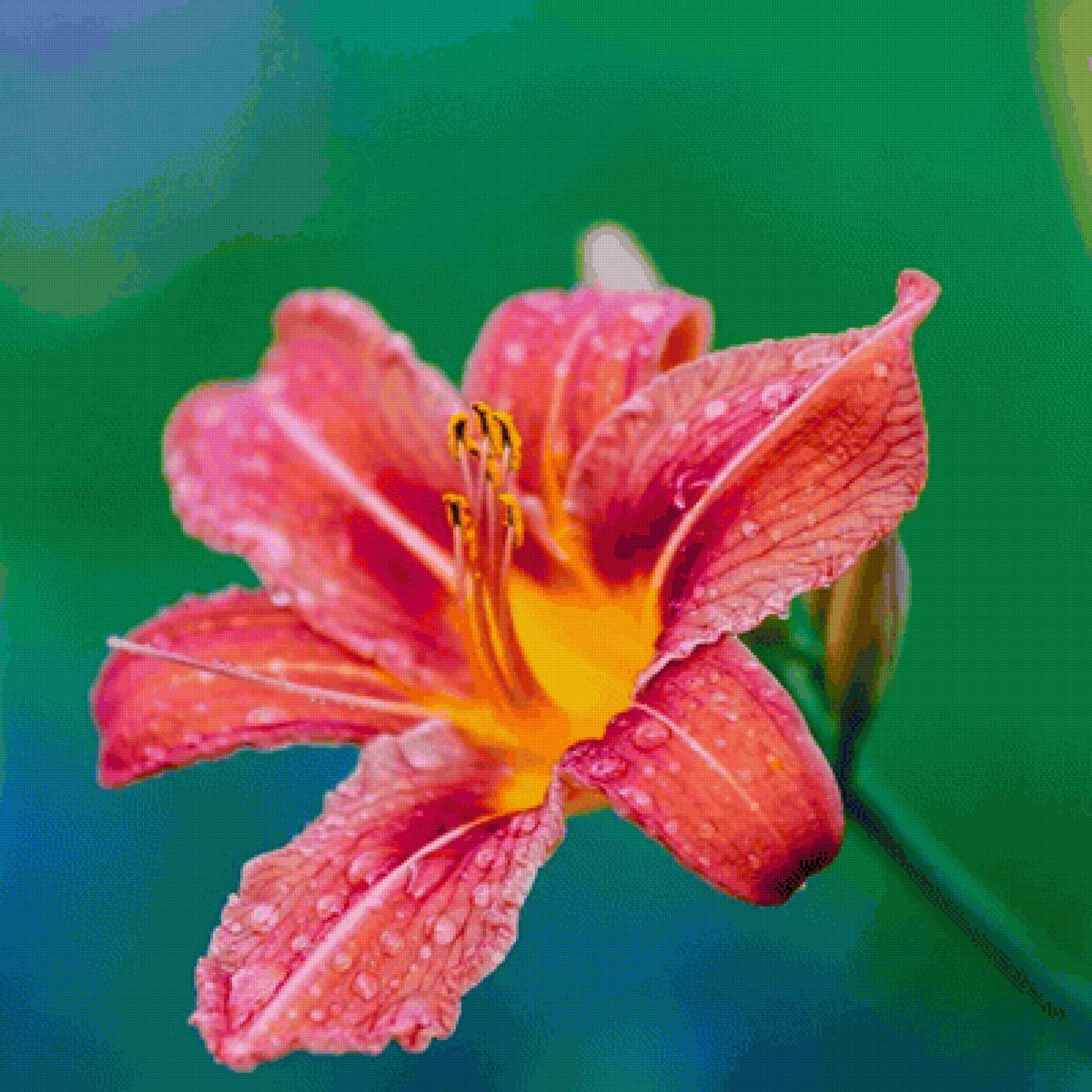 Лилейник - цветы, лилейник - предпросмотр