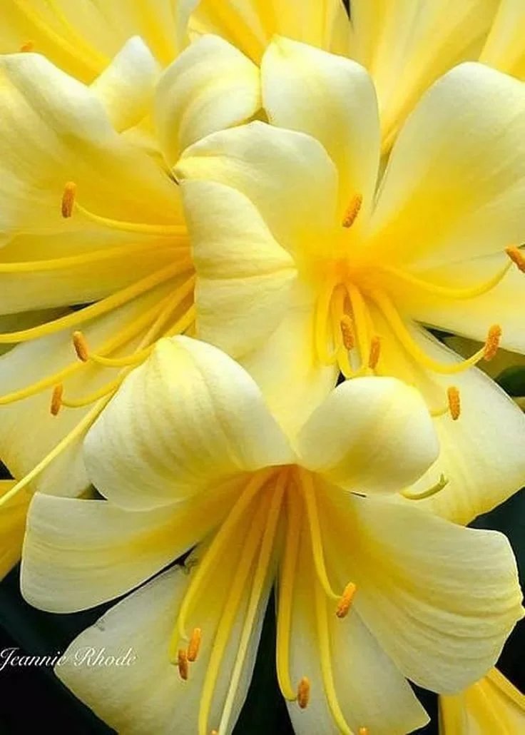 Лилии - лилия, цветы - оригинал