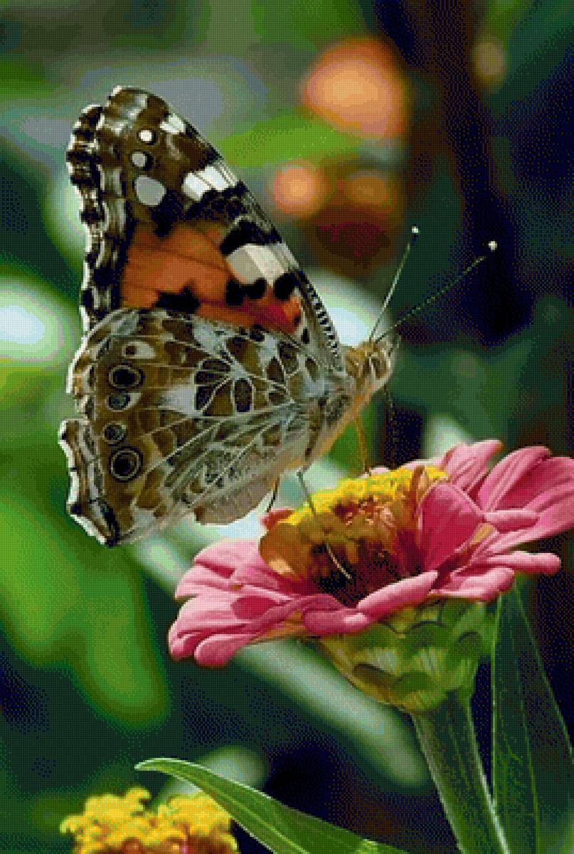 Бабочка на цветке - циния, бабочка, цветы - предпросмотр