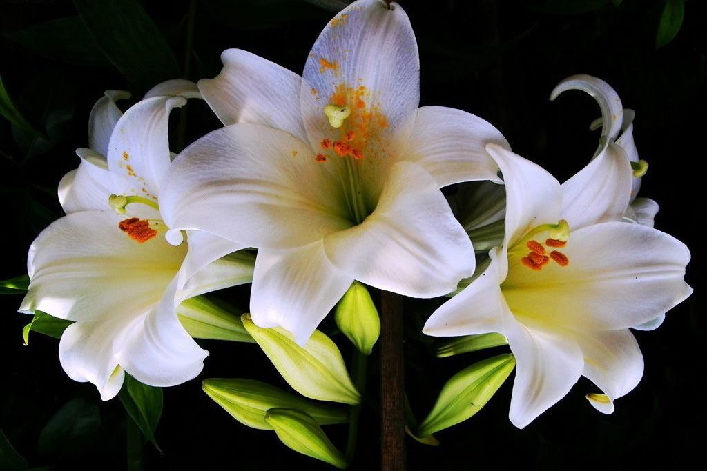 Белые лилии - лилия, цветы - оригинал