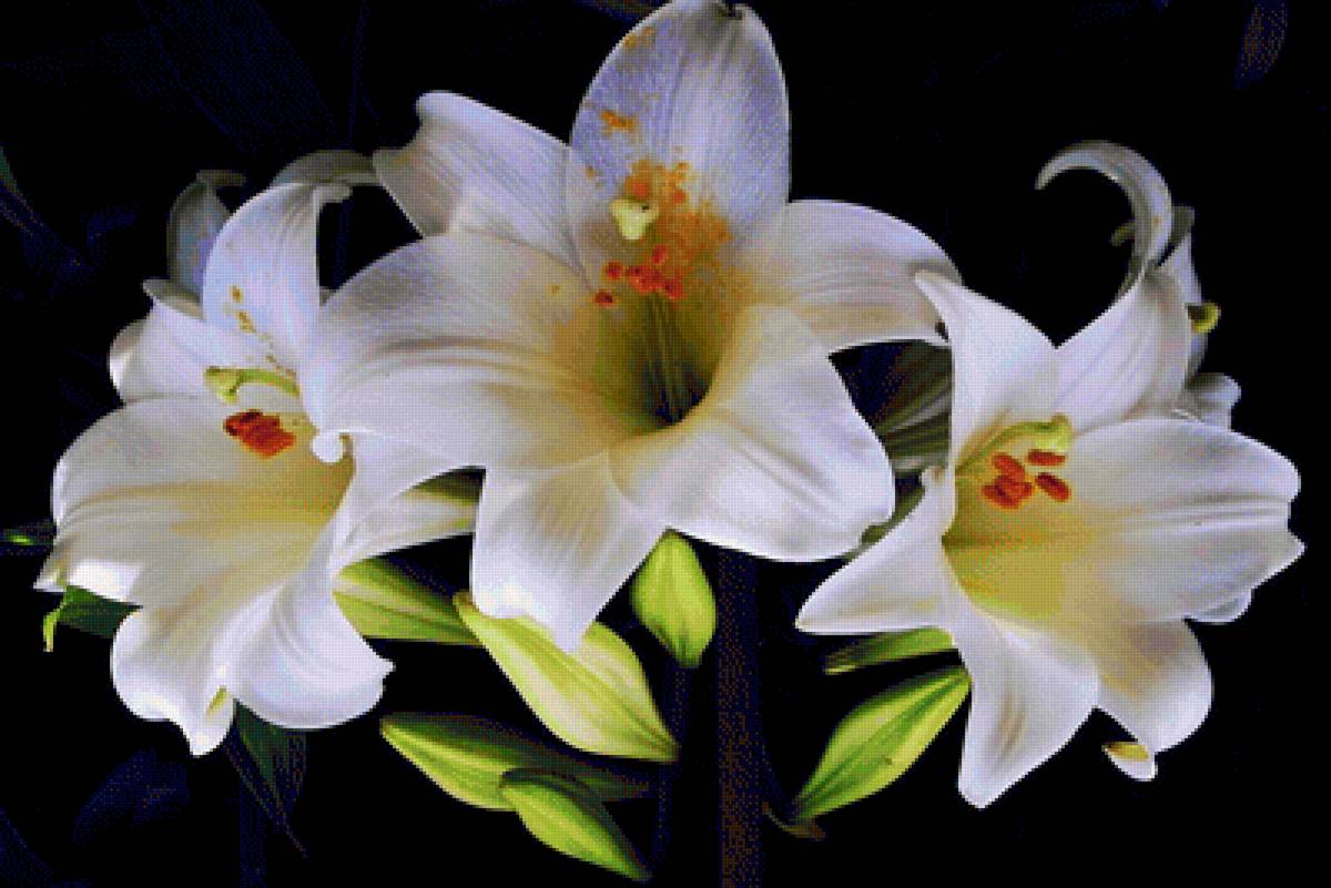 Белые лилии - лилия, цветы - предпросмотр