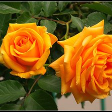 Оригинал схемы вышивки «желтые розы» (№2301779)