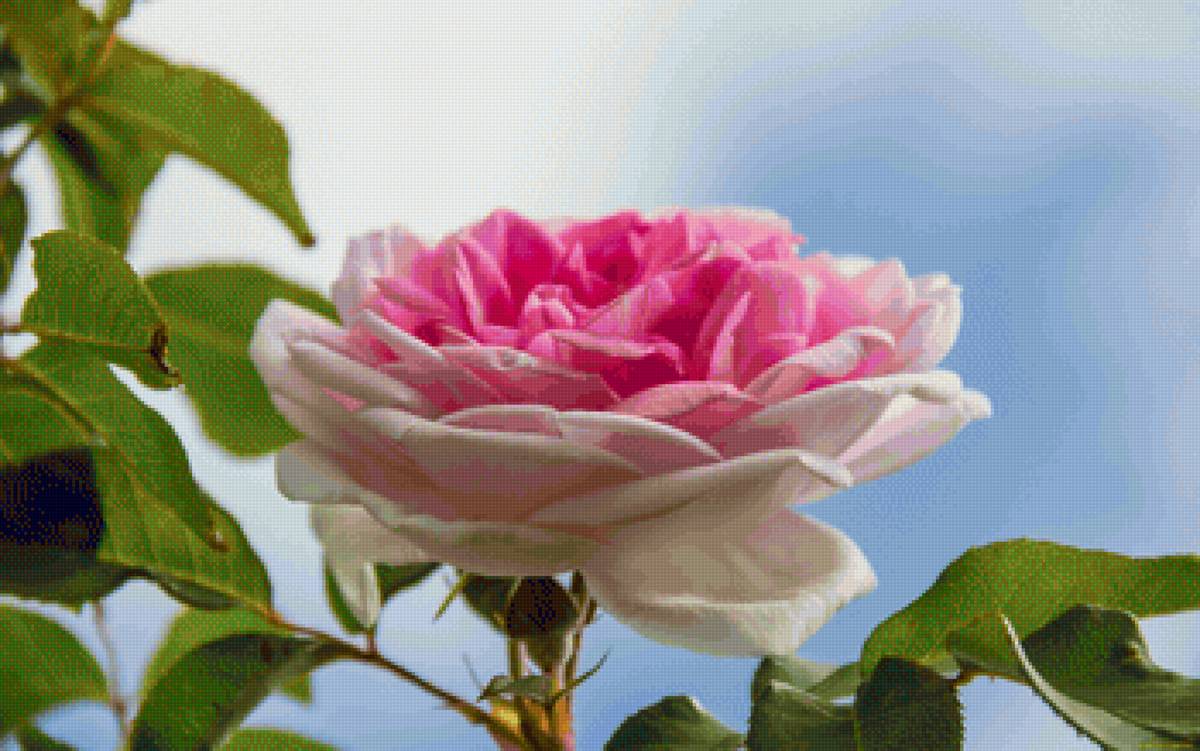 Розовая роза - роза, цветы - предпросмотр