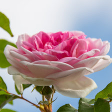 Оригинал схемы вышивки «Розовая роза» (№2301785)