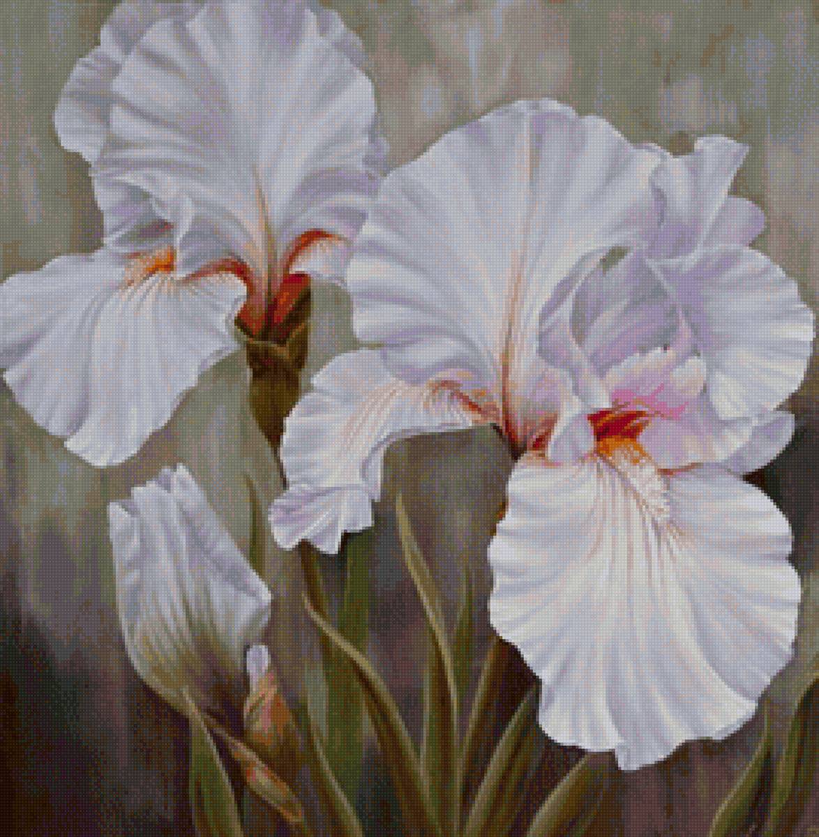 белые ирисы - цветы, ирисы - предпросмотр