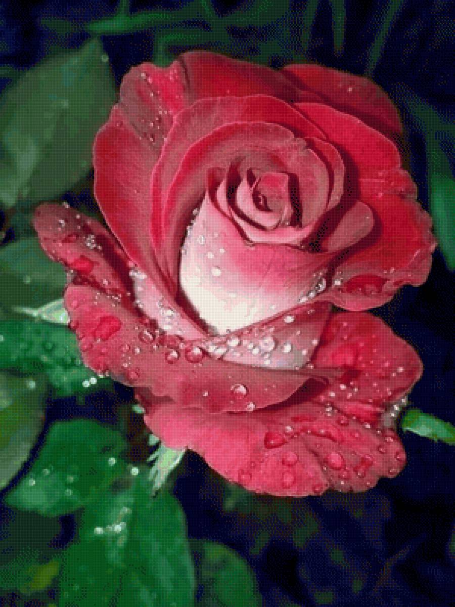 Роза - роза, цветы - предпросмотр