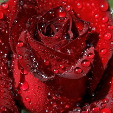 Схема вышивки «В каплях росы»