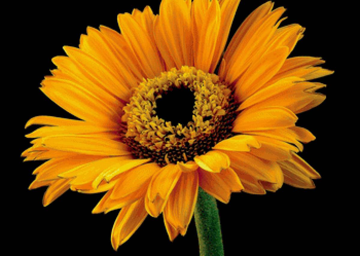 Гербера - цветы, гербера - предпросмотр