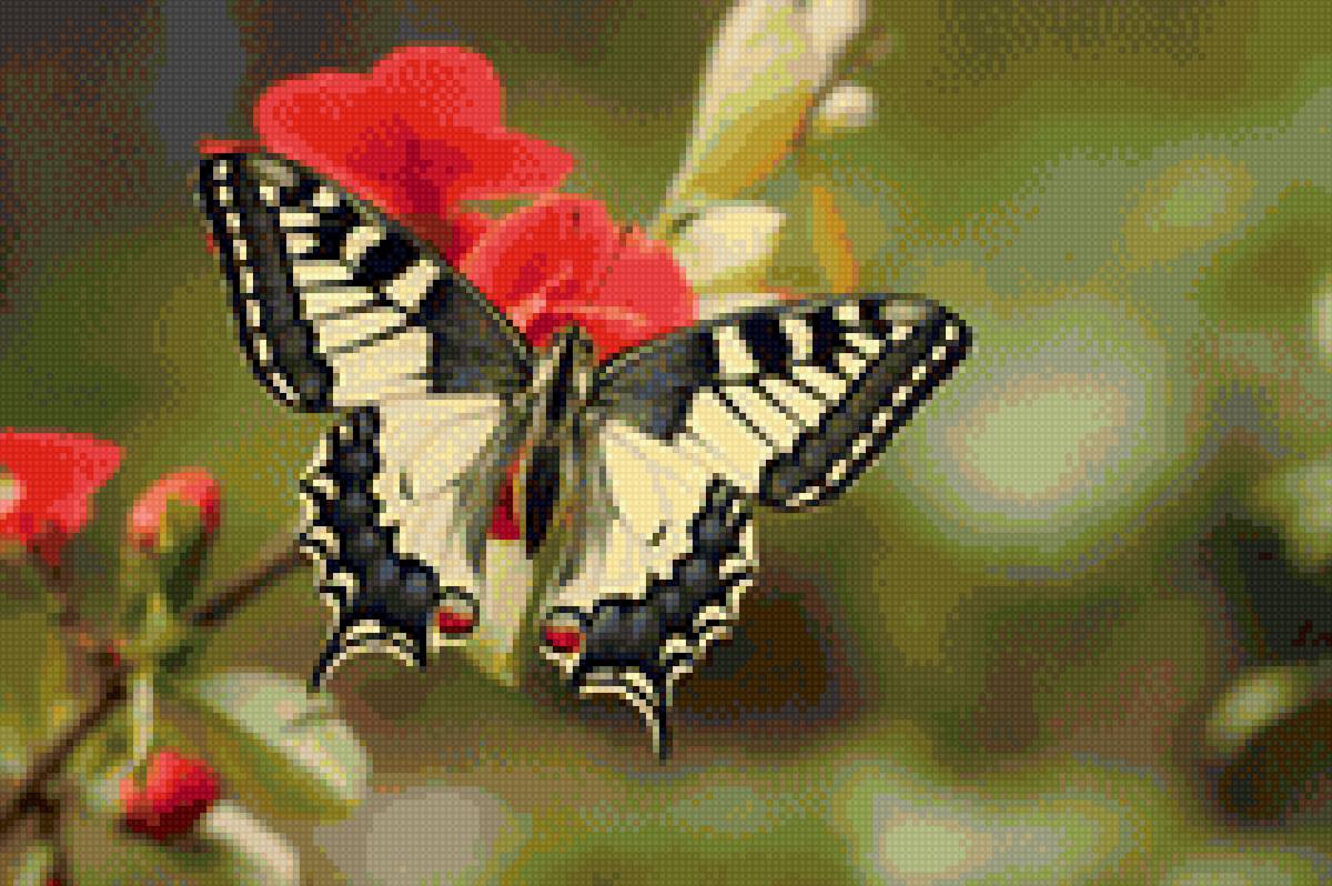 Бабочка - насекомое - предпросмотр