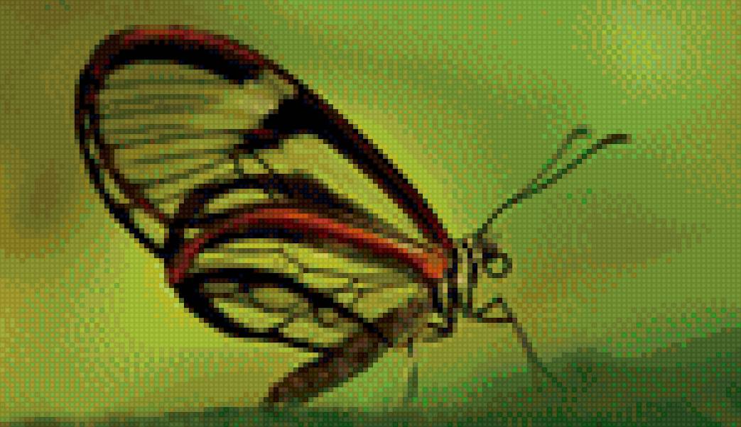 Бабочка - насекомое - предпросмотр